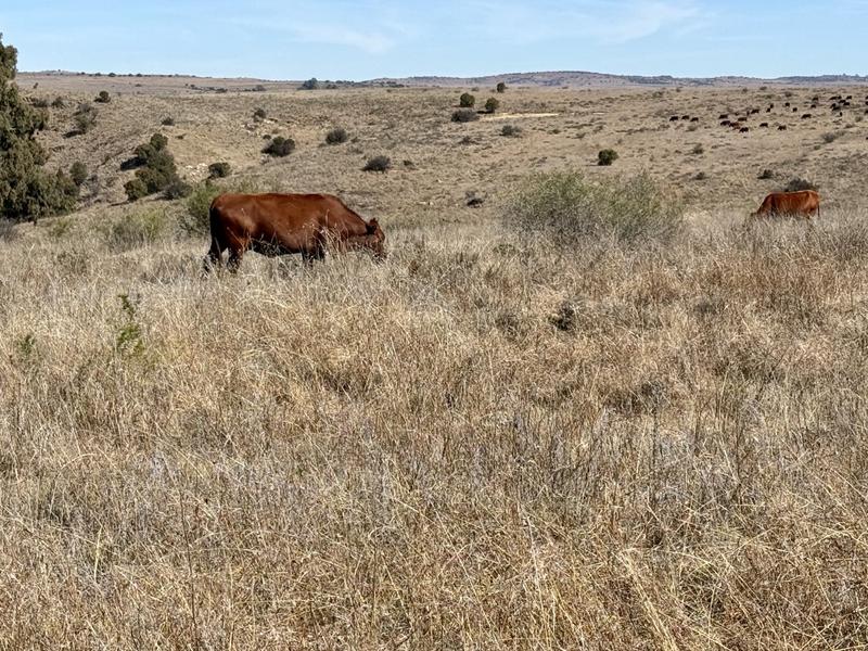 0 Bedroom Property for Sale in Lindley Free State